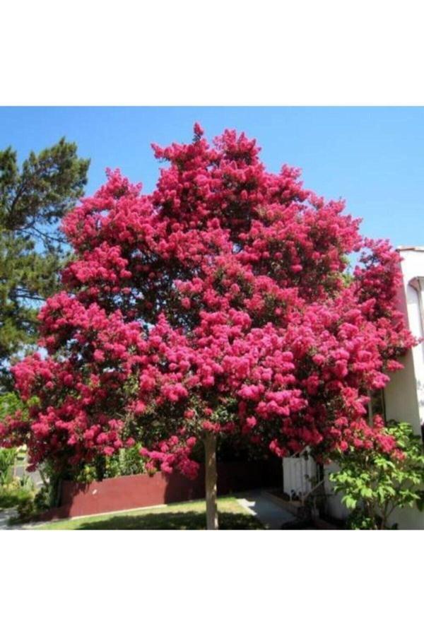 Oya Ağacı Fidanı Pembe ( Tüplü) 30 -40 Cm - Image 1