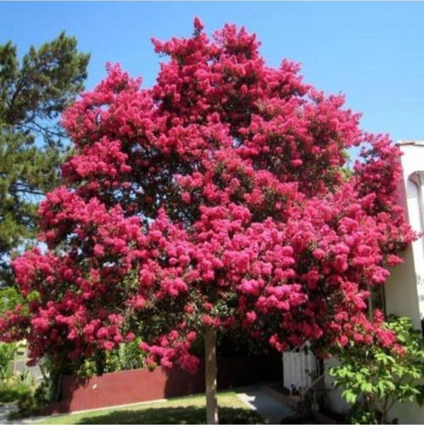 Oya Ağacı Fidanı Pembe ( Tüplü) 30 -40 Cm - Image 1