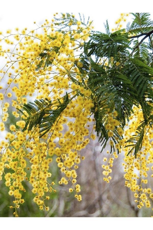 Acacia Dealbata Mimosa Mimoza Ağacı 15-25 Cm Tüplü - Image 1