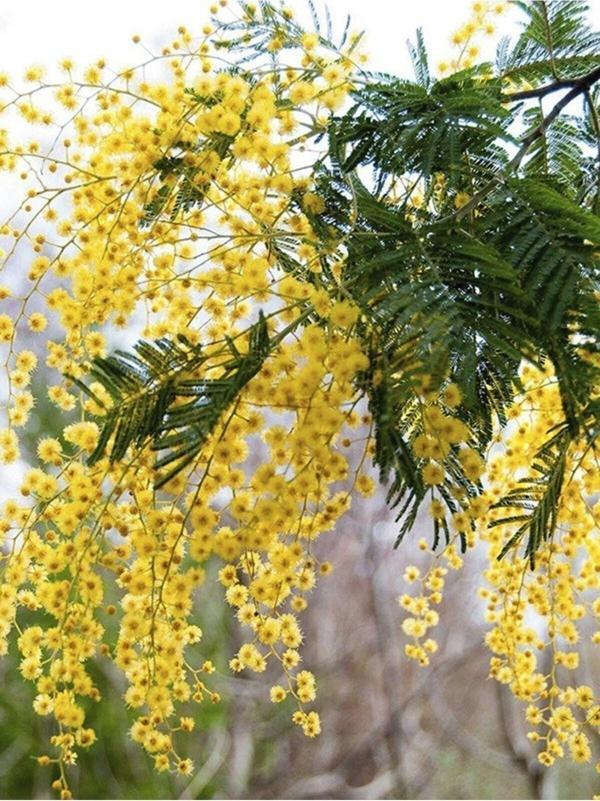 Acacia Dealbata Mimosa Mimoza Ağacı 15-25 Cm Tüplü - Image 1