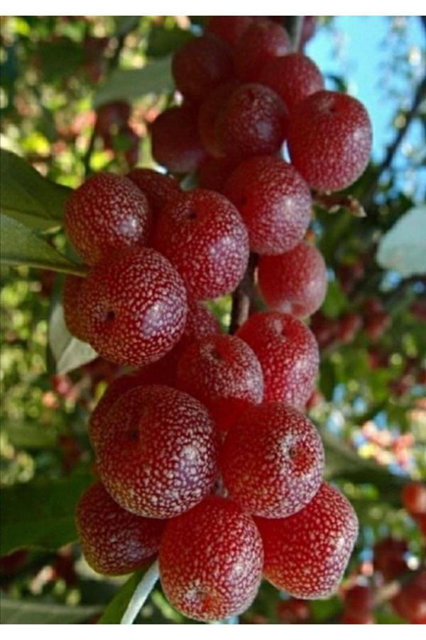 Elaeagnus umbellata - 2 Yaşında Tüplü Güz Yemişi Fidanı 80-100 cm - Image 1