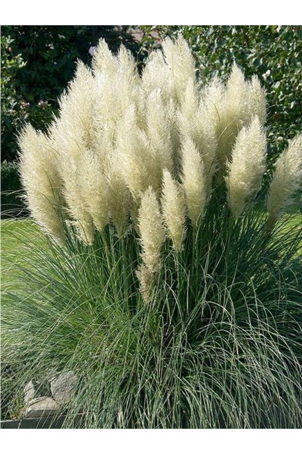 Pampas Otu -  Saz Püskülü Fidanı 1 Adet Saksılı 60-80 Cm - Image 1