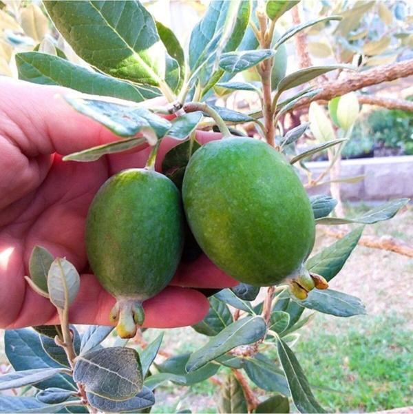 Tüplü Meyve Verme Yaşında Feijoa Kaymak Meyvesi Fidanı - Image 1