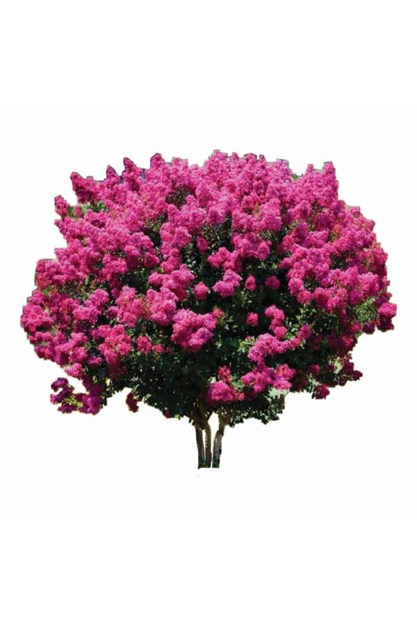 Erguvan Ağacı Fidanı - Image 1