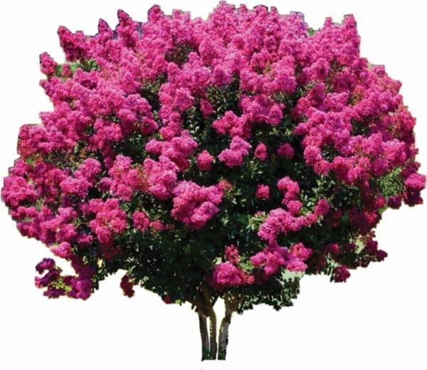 Erguvan Ağacı Fidanı - Image 1