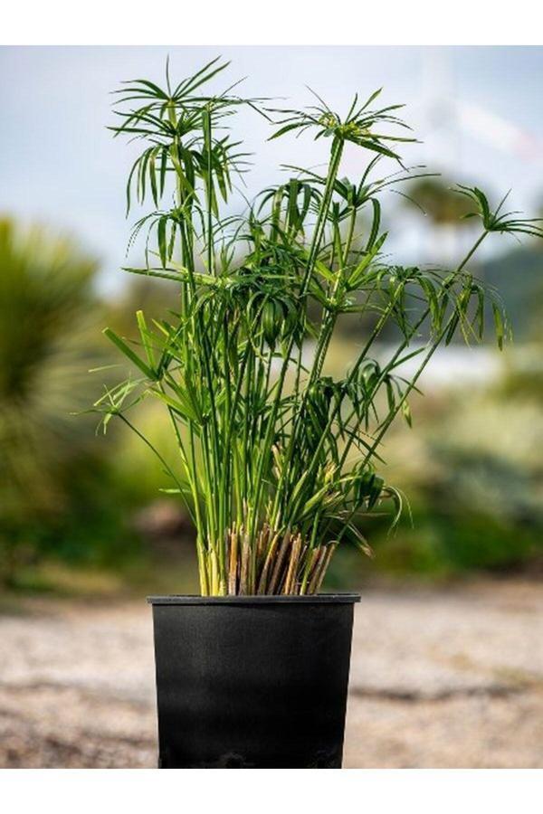 Parlak Yapraklı Japon Şemsiyesi Bitkisi 1 ADET Saksılı 30-50Cm(Cyperus Alternifolius) - Image 1