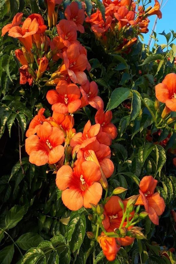 Acem Borusu Campsis Radicans - Image 1