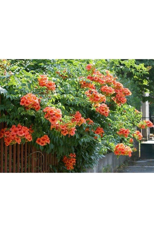 Acem Borusu Sarmaşığı 70 cm Saksılı - Image 1