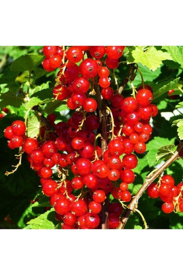 Tüplü Pasta Süsü Için Red Lake Frenk Üzümü Fidanı - Image 1