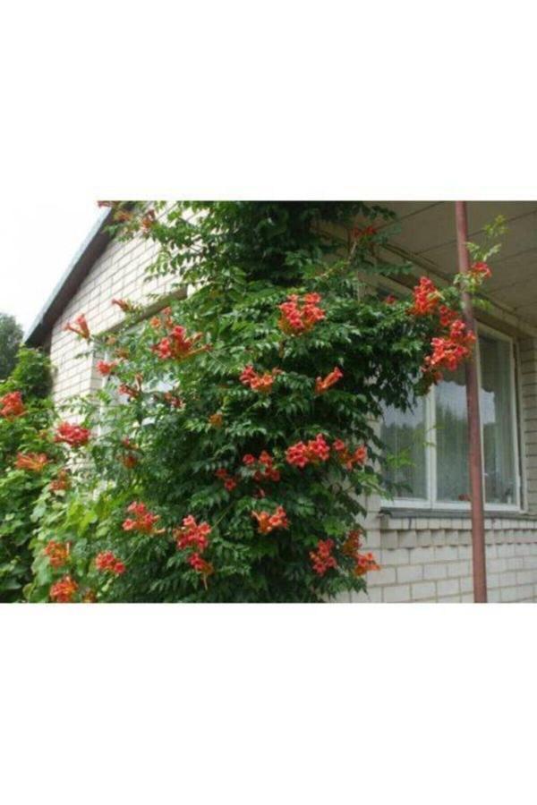 Acem Borusu Sarmaşık ( Turuncu Borazan Çiçeği ) Fidanı ( Tüplü 50-80 Cm ) - Image 1