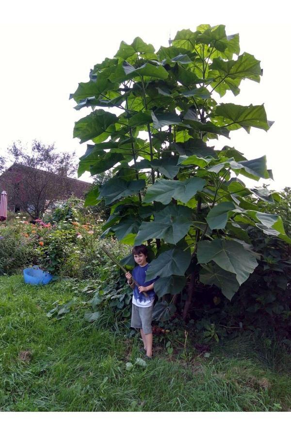 Pavlonya Fidanı - Paulownia (Çin Kavağı) 20-40 cm - Image 1