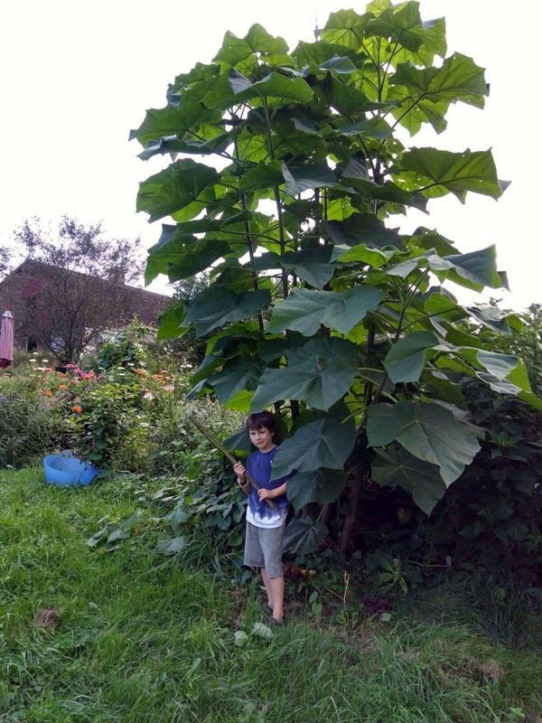 Pavlonya Fidanı - Paulownia (Çin Kavağı) 20-40 cm - Image 1