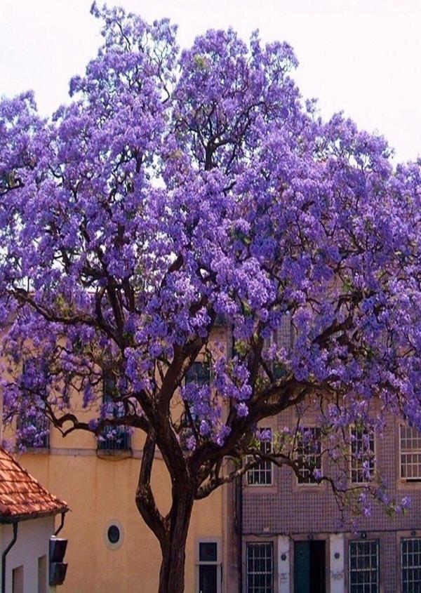 Tüplü Paulownia Kiri Ağacı Fidesi -4 Adet- - Image 1