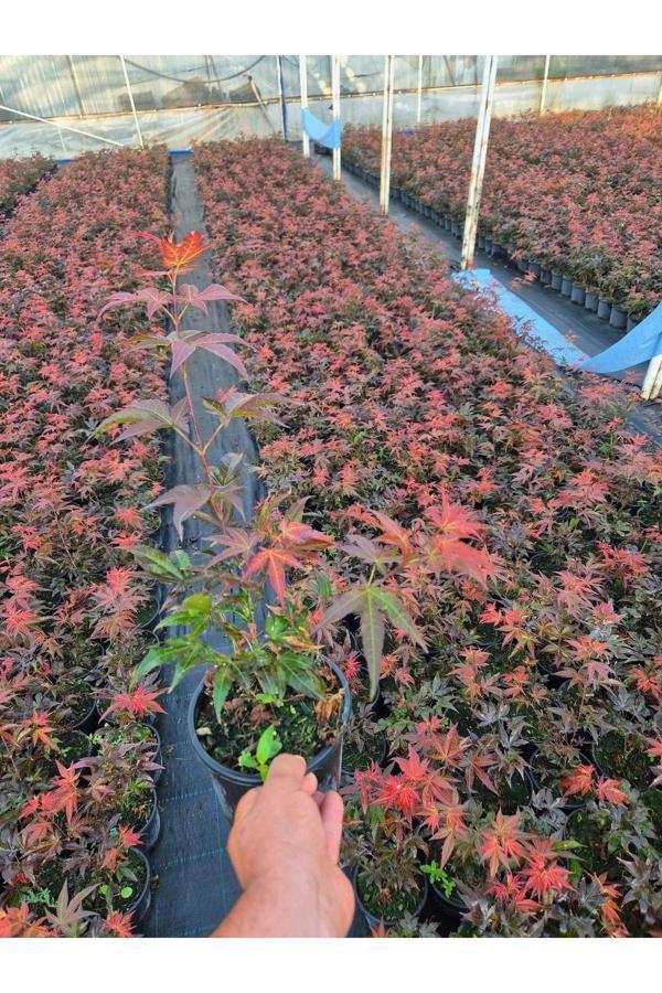 Acer Palmatum Atropurpureum Kırmızı yakraklı japon akçaağaç 1.5 litre saksı Boy : 40-50 cm - Image 1