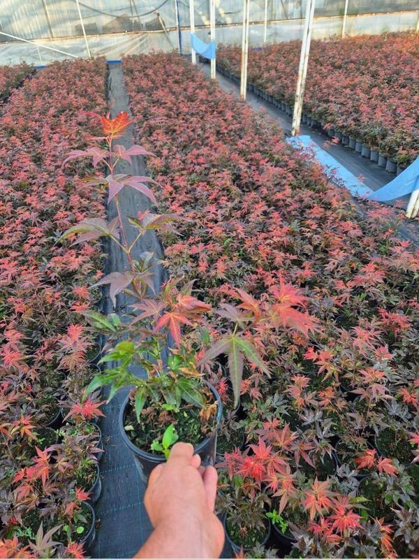Acer Palmatum Atropurpureum Kırmızı yakraklı japon akçaağaç 1.5 litre saksı Boy : 40-50 cm - Image 1
