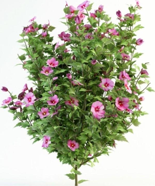 Tüplü Pembe Çiçekli Ağaç Hatmi Bitkisi Fidanı Yaz Boyu Çiçek Açar - Image 1