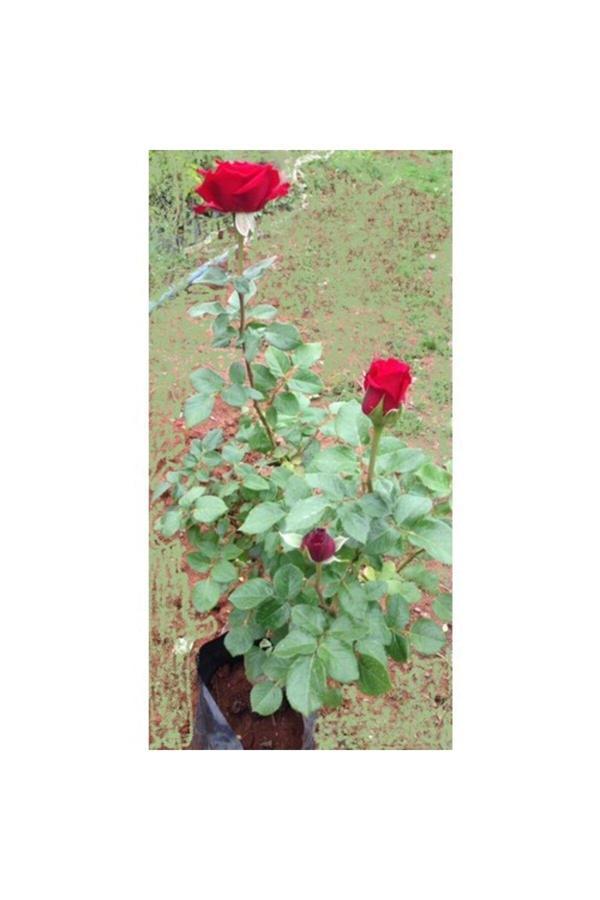 Açık Kırmızı Gül Fidanı Saksıda 10-20 Cm - Image 1