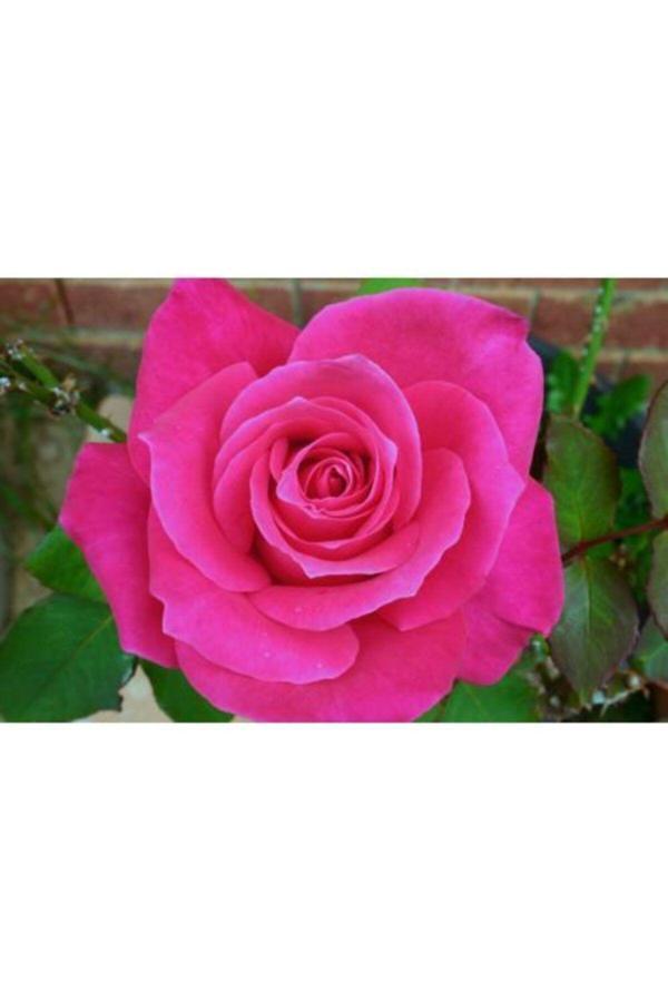 Pembe Gül Fidanı Yediveren - Kokulu ( Tüplü ) - Image 1