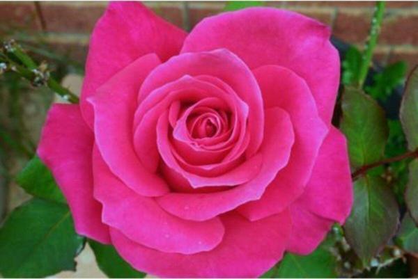Pembe Gül Fidanı Yediveren - Kokulu ( Tüplü ) - Image 1
