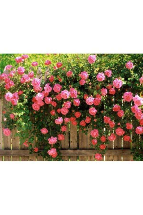 Pembe Kokulu Sarmaşık Gül Fidanı - Image 1