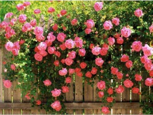 Pembe Kokulu Sarmaşık Gül Fidanı - Image 1