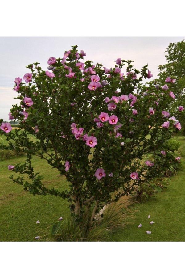 Pembe Renkli Ağaç Hatmi Fidanı - Image 1