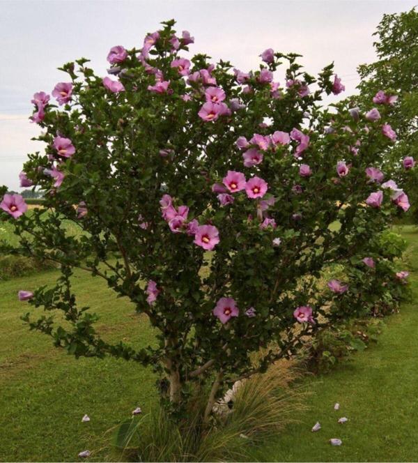 Pembe Renkli Ağaç Hatmi Fidanı - Image 1