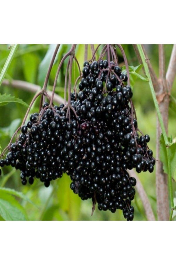 Tüplü Şifalı Kara Mürver Ağacı Fidanı (5 Adet) - Image 1