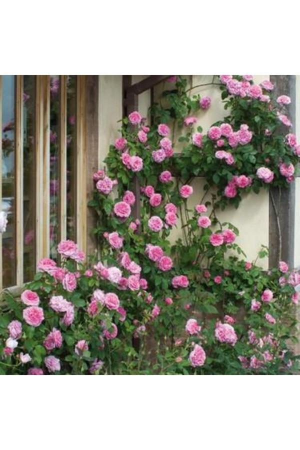 Pembe Sarmaşık Gül Fidanı 10-30 Cm - Image 1