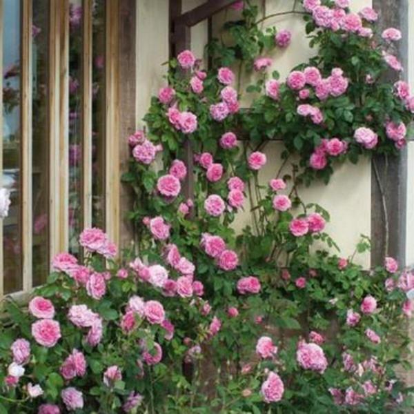Pembe Sarmaşık Gül Fidanı 10-30 Cm - Image 1