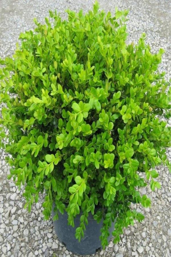 Tüplü Şimşir (buxus Sempervirens) Fidanı - Image 1