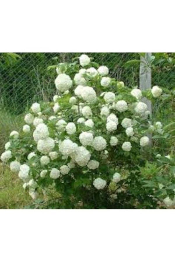 tüplü VIBURNUM OPULUS STERILE (Çınar yapraklı kartopu)BİTKİSİ 80-110 CM - Image 1