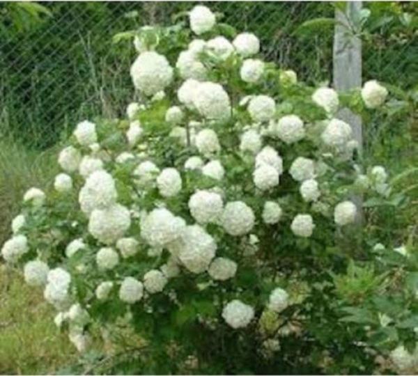 tüplü VIBURNUM OPULUS STERILE (Çınar yapraklı kartopu)BİTKİSİ 80-110 CM - Image 1