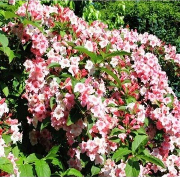 Pembe Vangelya Gelin Tacı Çiçeği 50 Cm Weigela Florida - Image 1