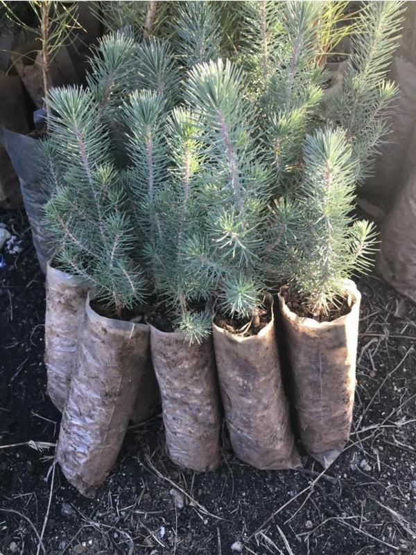 Fıstık Çamı Fidanı 2 Adet 20-30 Cm - Image 1