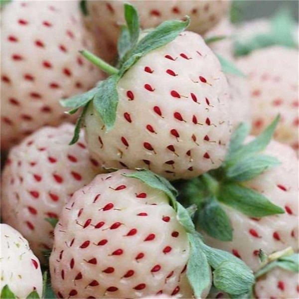 Pineberry Yediveren Beyaz Çilek Fidesi Saksılı - Image 1