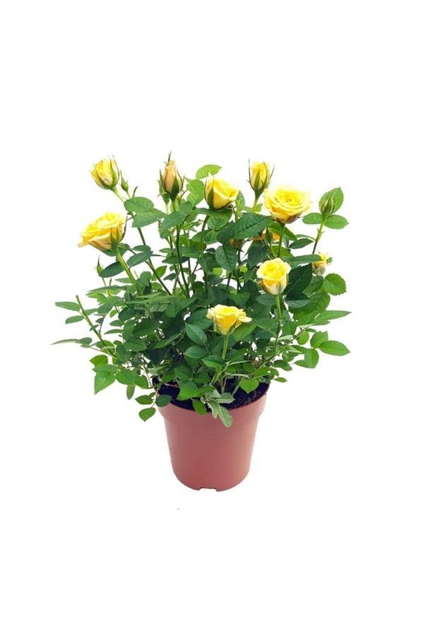 Tüplü Yediveren Sarı Çıtır Minyatür Gül Fidanı ( 1 Yaş - Boy 30 Cm ) - Image 1