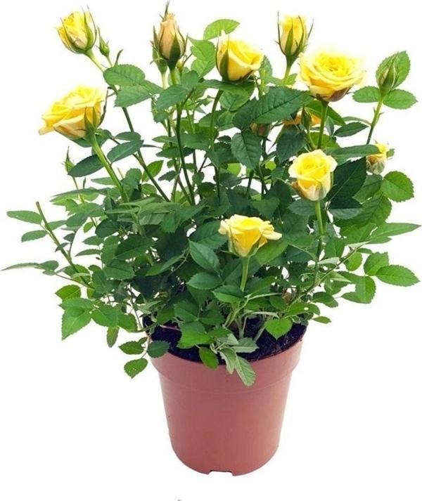 Tüplü Yediveren Sarı Çıtır Minyatür Gül Fidanı ( 1 Yaş - Boy 30 Cm ) - Image 1