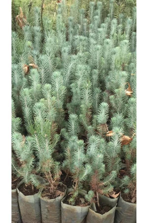 Fıstık Çamı Fidanı 5 Adet Pinus Pinea 15-20 cm - Image 1