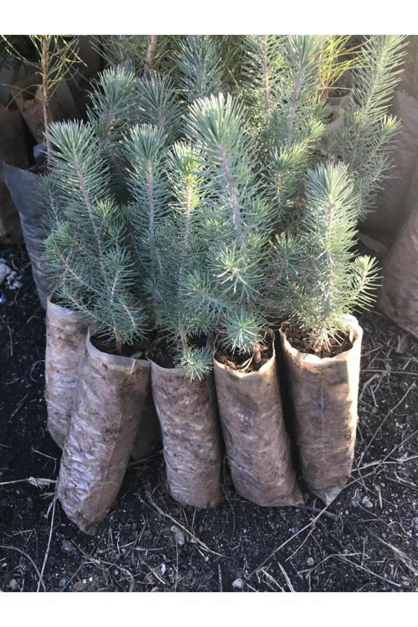 Fıstık Çamı Fidanı 5 Adet Pinus Pinea 50-60 cm - Image 1