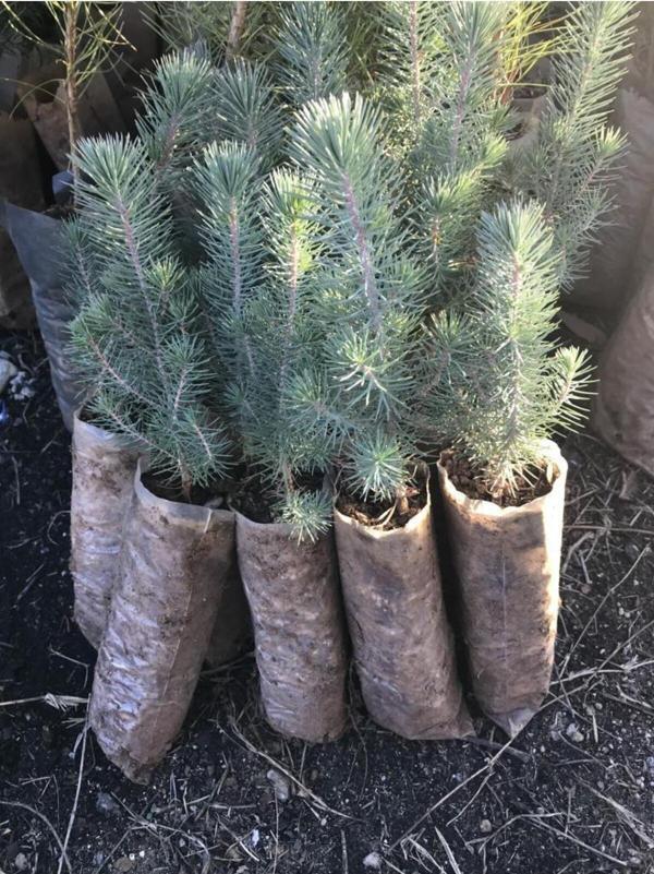 Fıstık Çamı Fidanı 5 Adet Pinus Pinea 50-60 cm - Image 1