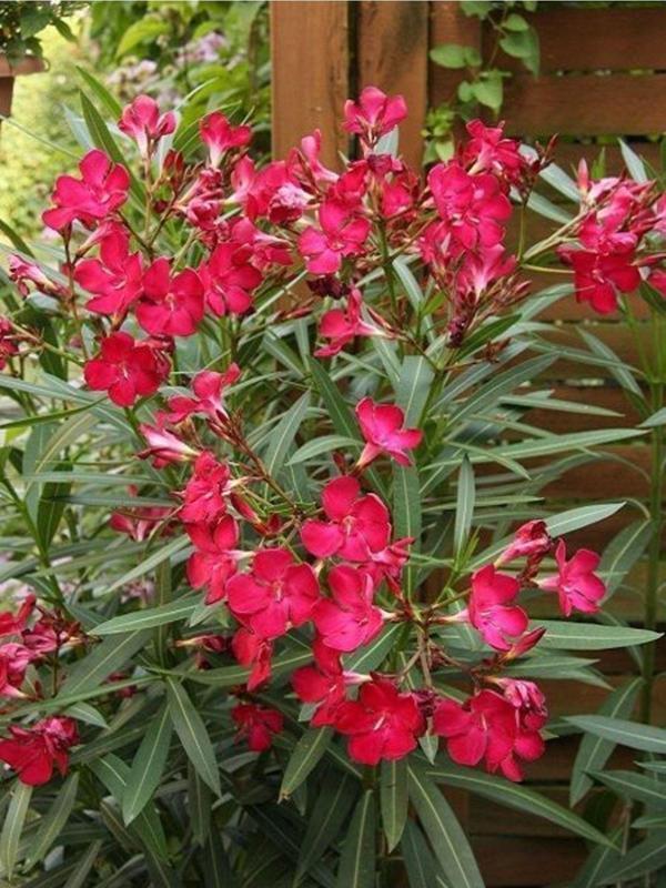 Tüplü Zakkum Fidanı Pembe Çiçekli Nerium Oleander - Image 1