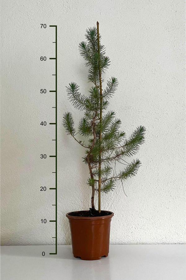 Fıstık Çamı Fidanı 50-60 cm - Image 1