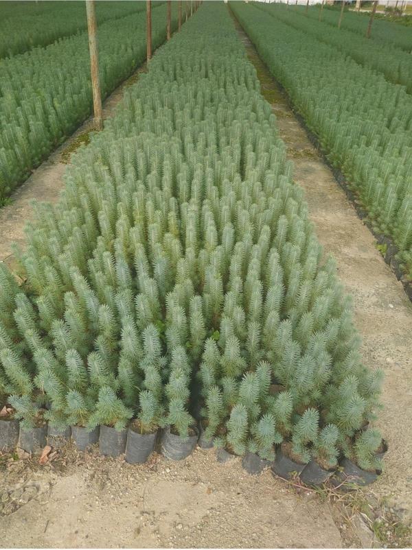 Fıstık Çamı Fidanı 6 Adet Pinus Pinea 20-30 Cm - Image 1