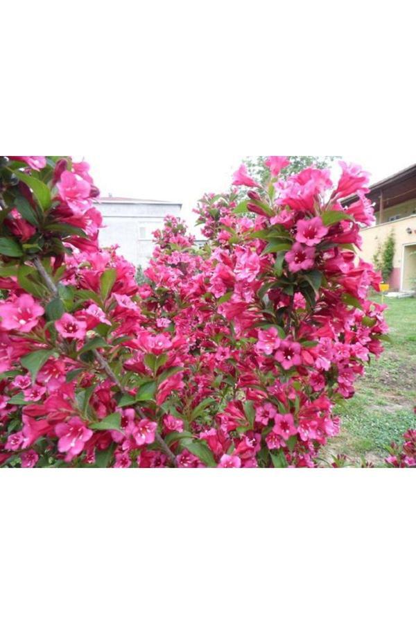 Filbahri Çiçeği Fidanı Bol Kokulu Saksılı (Pembe) - Image 1