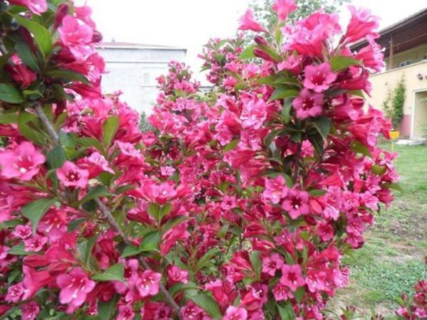 Filbahri Çiçeği Fidanı Bol Kokulu Saksılı (Pembe) - Image 1