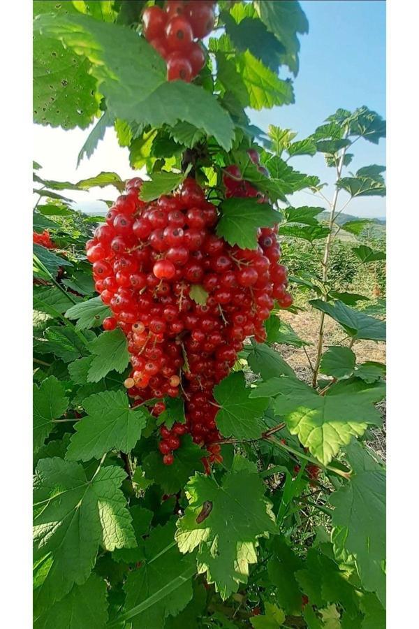 Ribes rubrum red lake Kırmızı frenk üzümü fidanı 9x9x10 cm kare saksı Boy : 40-60 cm - Image 1
