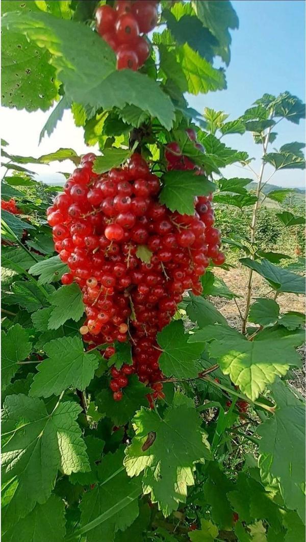 Ribes rubrum red lake Kırmızı frenk üzümü fidanı 9x9x10 cm kare saksı Boy : 40-60 cm - Image 1