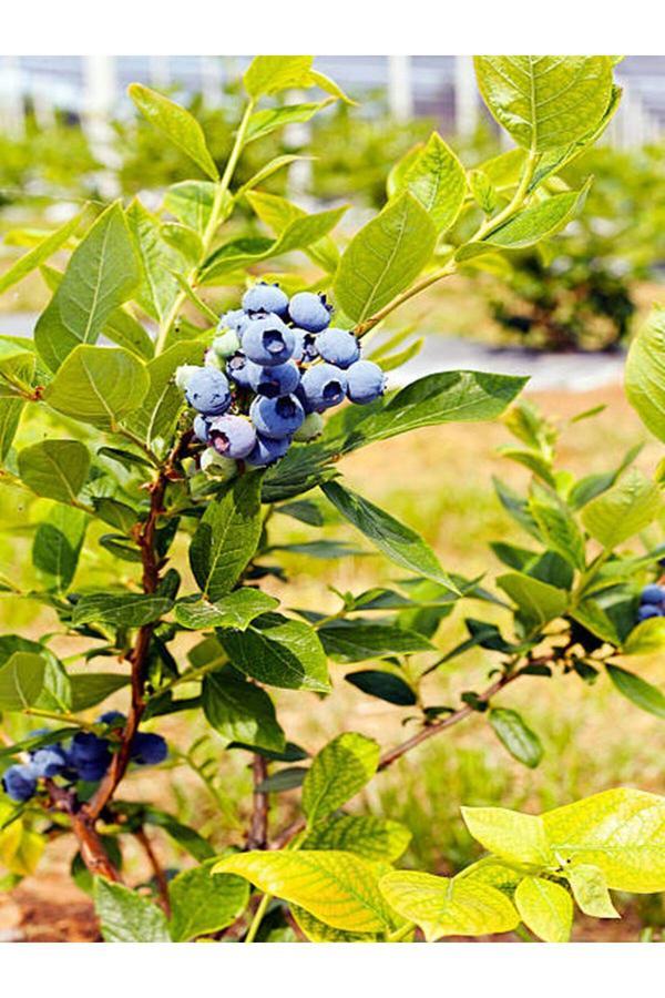 Videolu 1 Adet Lezzetli Yaban Mersini Fidanı 40-60 Cm Tüplü Iç Mekan Bitkileri Blueberry - Image 1