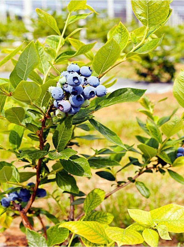 Videolu 1 Adet Lezzetli Yaban Mersini Fidanı 40-60 Cm Tüplü Iç Mekan Bitkileri Blueberry - Image 1